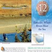 مصب ها: جایی که رودخانه‌ها به دریا می‌رسند