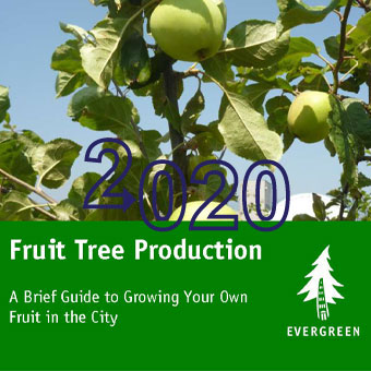 دستورالعمل مربوط به تولید درخت میوه